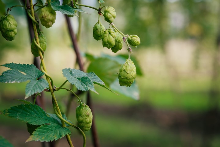 Houblon Sorachi Ace (1 Kg) Bière | Enologia